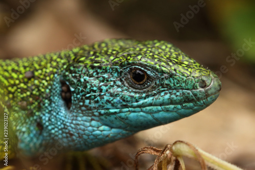 Male of the European green lizard with bright colors during a mating time. A rare European reptile species with blue throat in spring time on a horizontal close up picture.