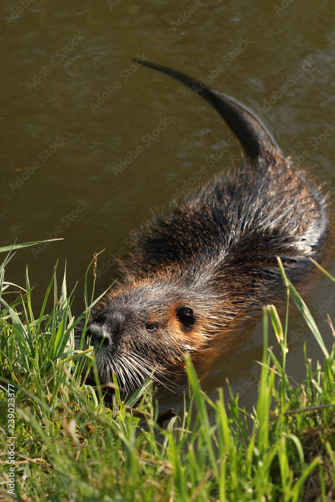 Φωτογραφία Coypu hiding in a vegetation on river bank - a large rodent species from America, which is alien in Europe