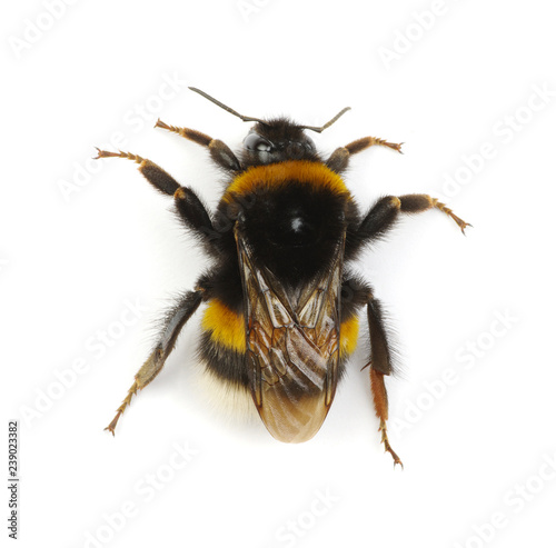 bumblebee isolated on the white © Alekss
