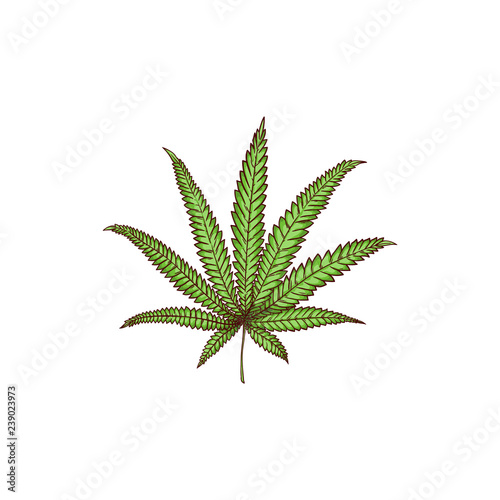 Vector cannabis leaf sketch icon. Green hemp plant, ligalized smoking drug symbol, marijuana herb, can be used in medical design. Isolated illustration