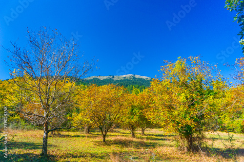Beautiful autumn landscape of trees with yellow leaves on the way of Menalon trail Elati- Vitina in Peloponnese, Greece