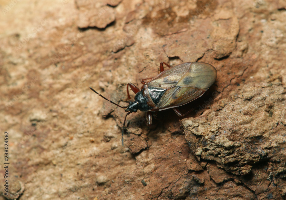 A spruce-cone bug sitting on a piece of bark. A common European insect occurring in coniferous forests.