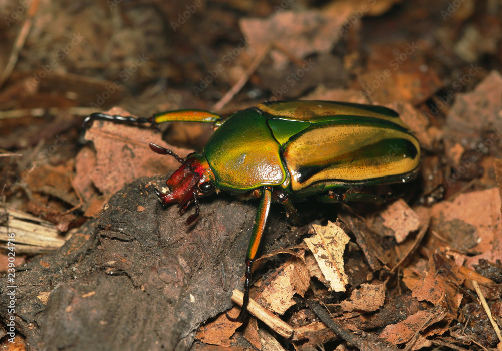 A colorful male of the flower chafer sitting on a piece of bark. Male of the tropical beetle species occurring in Africa. A colorful male of the flower chafer sitting on a piece of bark. Male of the tropical beetle species occurring in Africa.