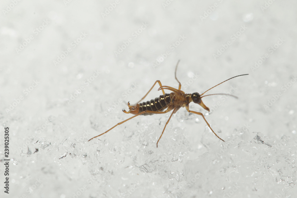 A male of the snow flea walking on the snow. A rare insect belonging to scorpionflies, occuring in Europian mountains during the winter season. A male of the snow flea walking on the snow. A rare insect belonging to scorpionflies, occuring in Europian mountains during the winter season.