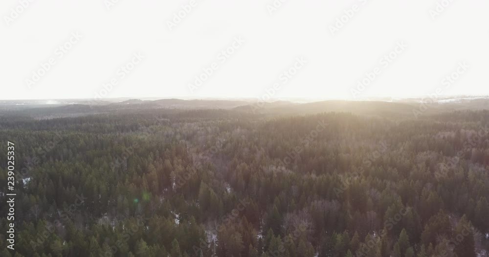 backwards flight over winter fir forest in sunset backwards flight over winter fir forest in sunset