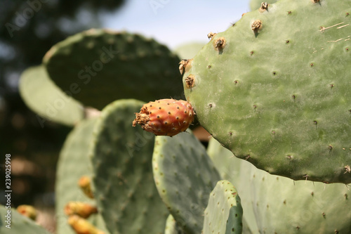 Prickly pear cactus  Opuntia  with ripe red and yellow fruit