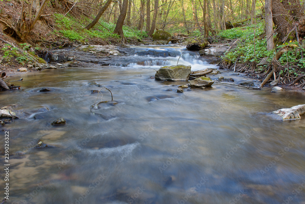Obraz premium River in the forest in the spring