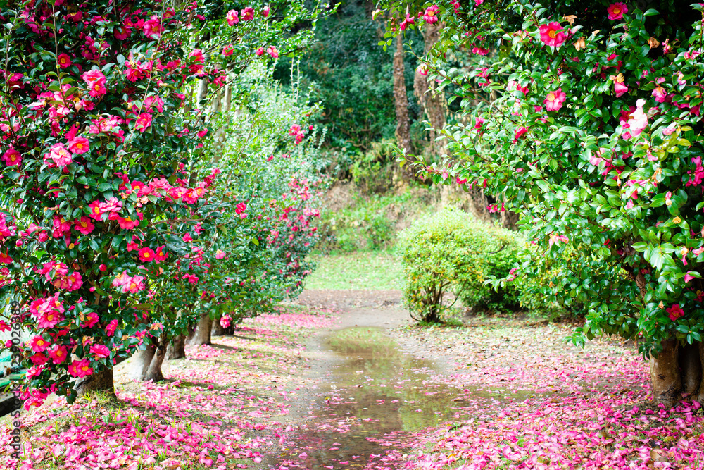 Obraz premium 花と水溜りと小道