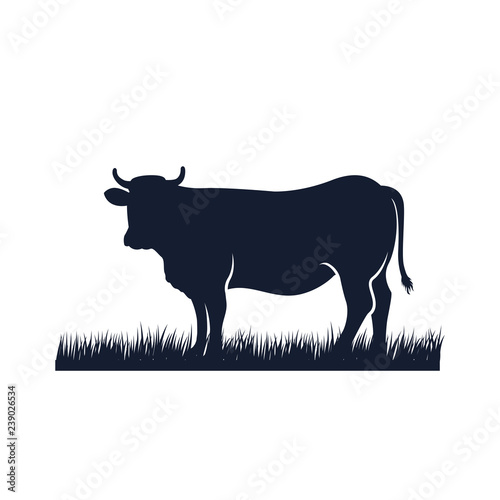 cow silhouette vector icon. black angus vector illustration