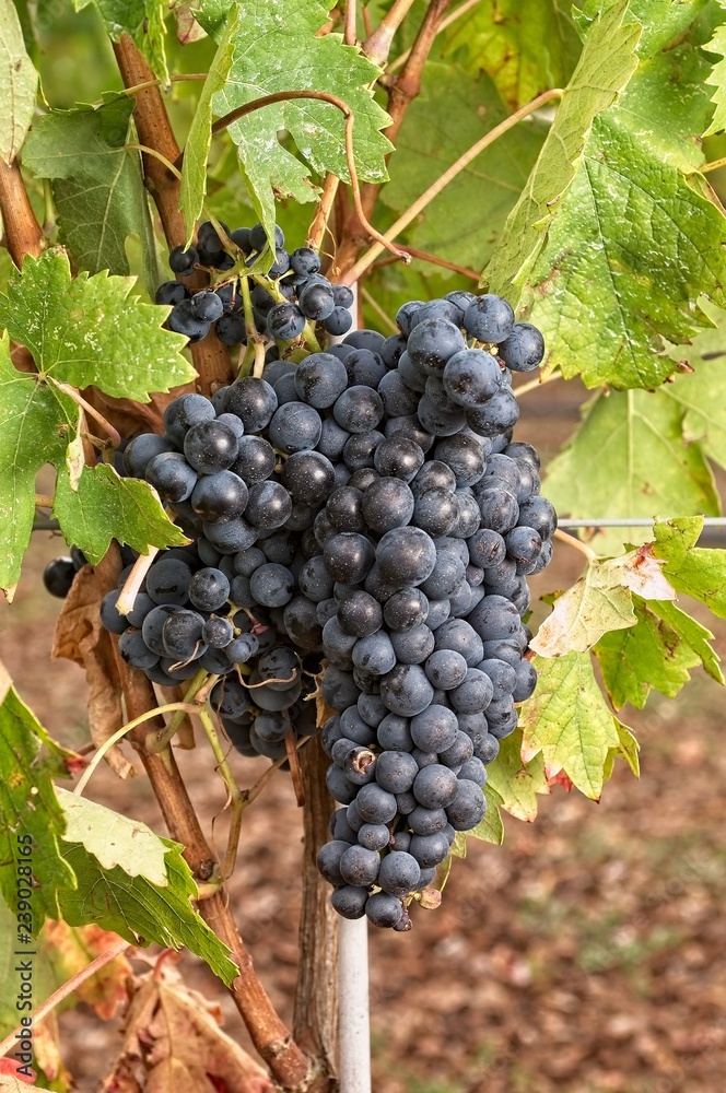 Tempranillo, Cluster of grape at the vineyard.