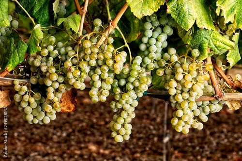 cluster of grape at the vineyard. Alvarino