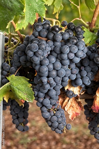 Tempranillo, Cluster of grape at the vineyard. photo