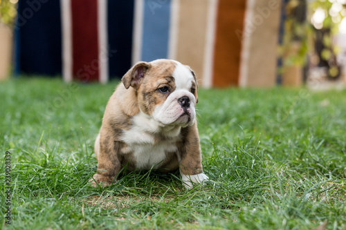 Fototapeta Naklejka Na Ścianę i Meble -  Cute English Bulldog Puppies 
