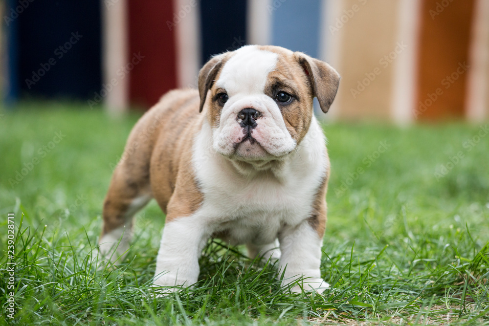 Cute English Bulldog Puppies 
