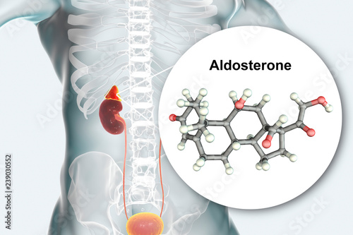 Aldosterone hormone, mineralocorticoid hormone produced by adrenals, 3D illustration photo