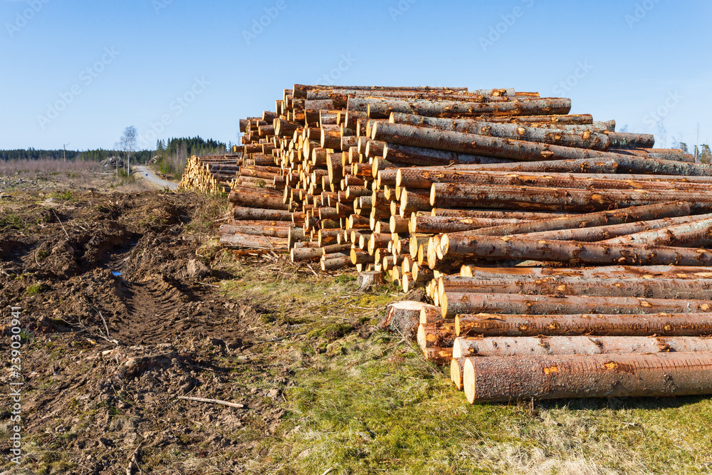 Timber located at a clearcut area Timber located at a clearcut area