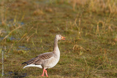 Greylag goose standing on grass meadow in the spring