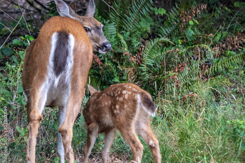 Fototapeta premium back of mother deer and fawn eating tall grass in the forest