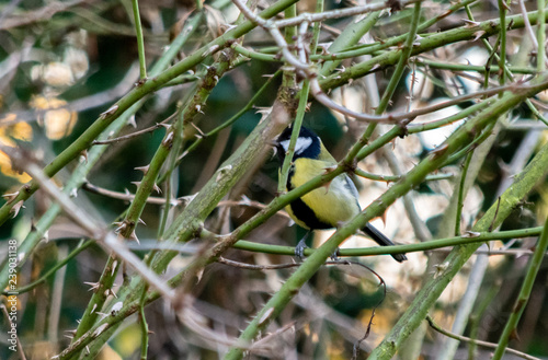 Blue tit inside thorns