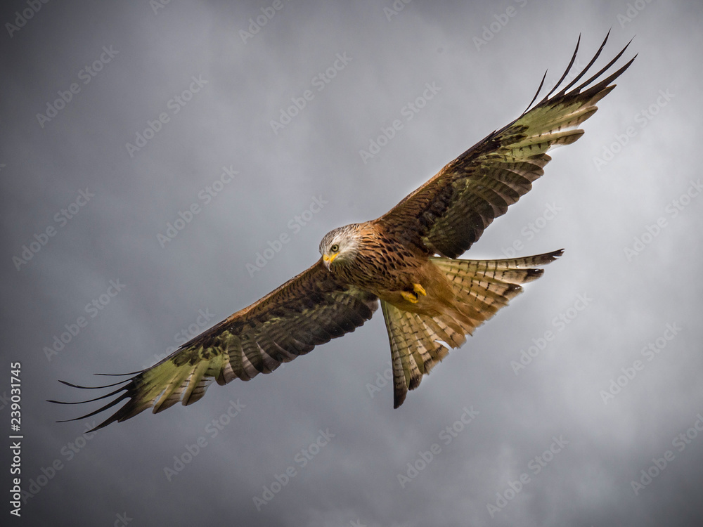 Obraz premium Red Kite In Flight