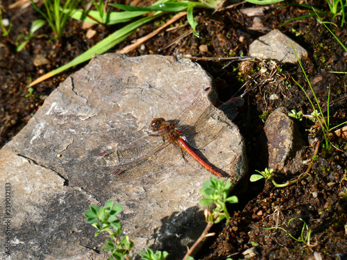 Libellula photo
