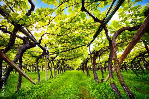 Lake Caldaro Vineyard Classic Superior DOC Kalterersee, near Lake Caldaro. Bolzano. Italy