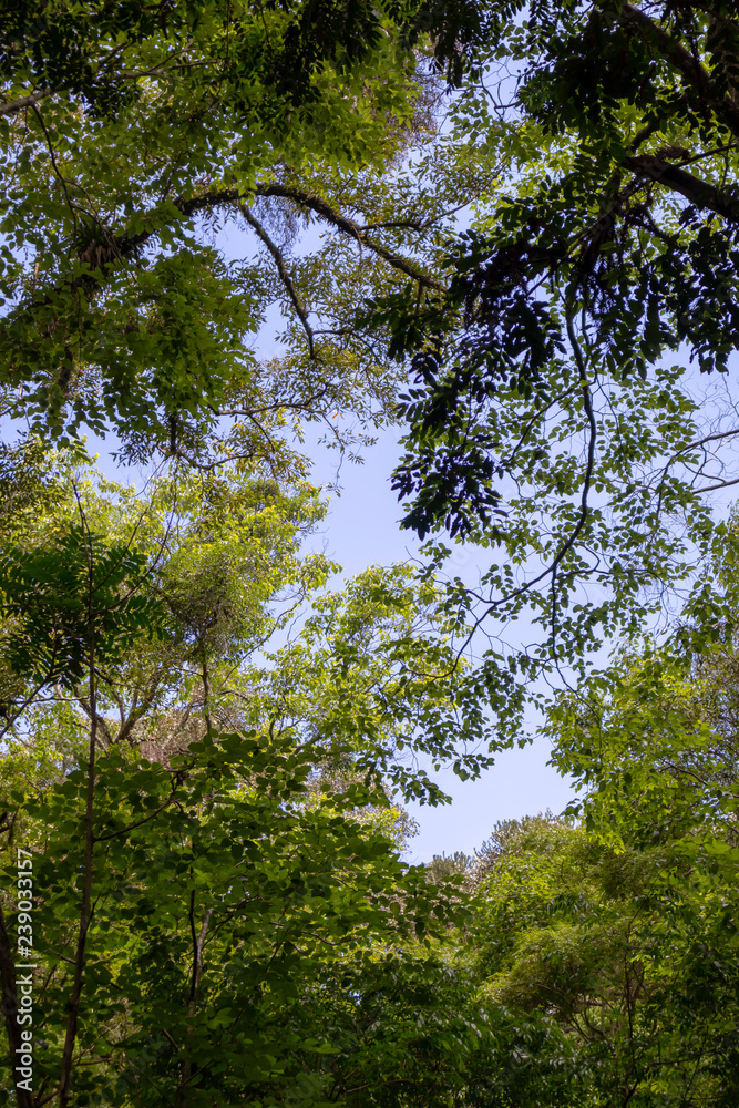 Obraz premium Sun shining through Canopy of Tropical Trees. Summer Sunlight. Branches and Environment.