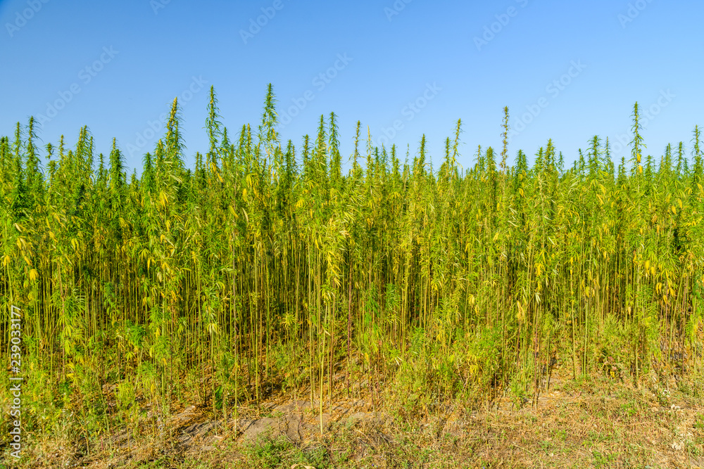 Field of the medical cannabis plant on summer Field of the medical cannabis plant on summer