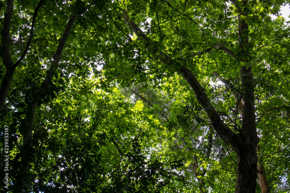 Sun shining through Canopy of Tropical Trees. Summer Sunlight. Branches and Environment. Sun shining through Canopy of Tropical Trees. Summer Sunlight. Branches and Environment.