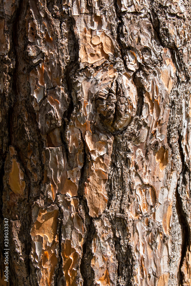 Tree trunk close-up. Bark background and texture. Abstract pattern Tree trunk close-up. Bark background and texture. Abstract pattern