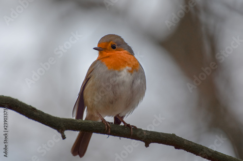 Robin (redbreast) on branch © Kim de Been