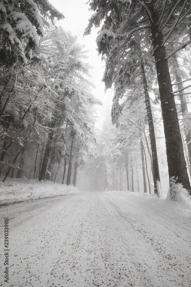 Snow-covered winter road.The forest and the road in the snow