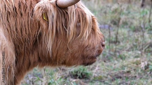 Highland cattle - Bo Ghaidhealach -Heilan coo - a Scottish cattle breed with characteristic long horns and long wavy coats on the Isle of Skye in the rain , Highlands of Scotland photo