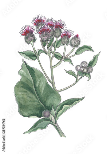 Botanical illustration of burdock.