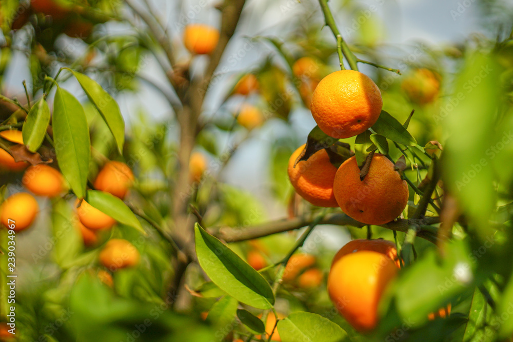 fresh oranges on the branch