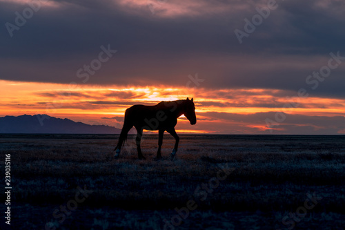 Wild Horse Silhouetted in a Desert Sunset