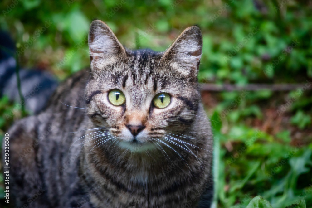 head and body of a green eyed tabbly cat