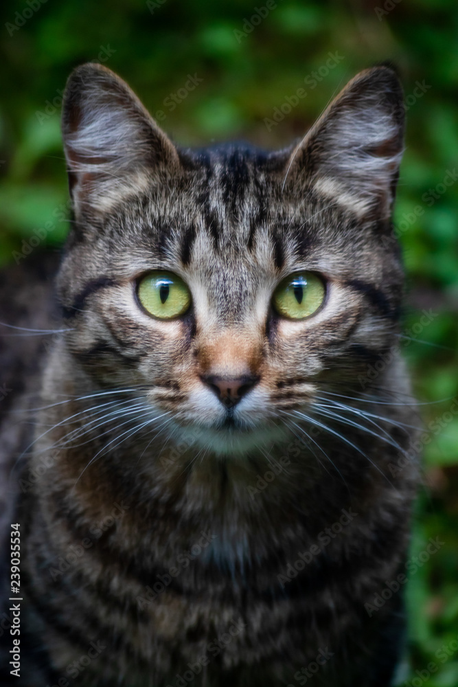 tall headshot of tabby cat with bright green eyes tall headshot of tabby cat with bright green eyes