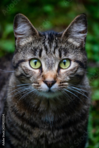 tall headshot of tabby cat with bright green eyes