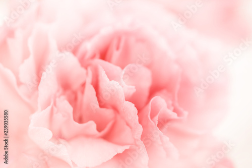 pink rose petals