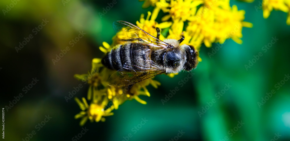 Bee sitting on yellow wildflower. Close-up. Bee sitting on yellow wildflower. Close-up.