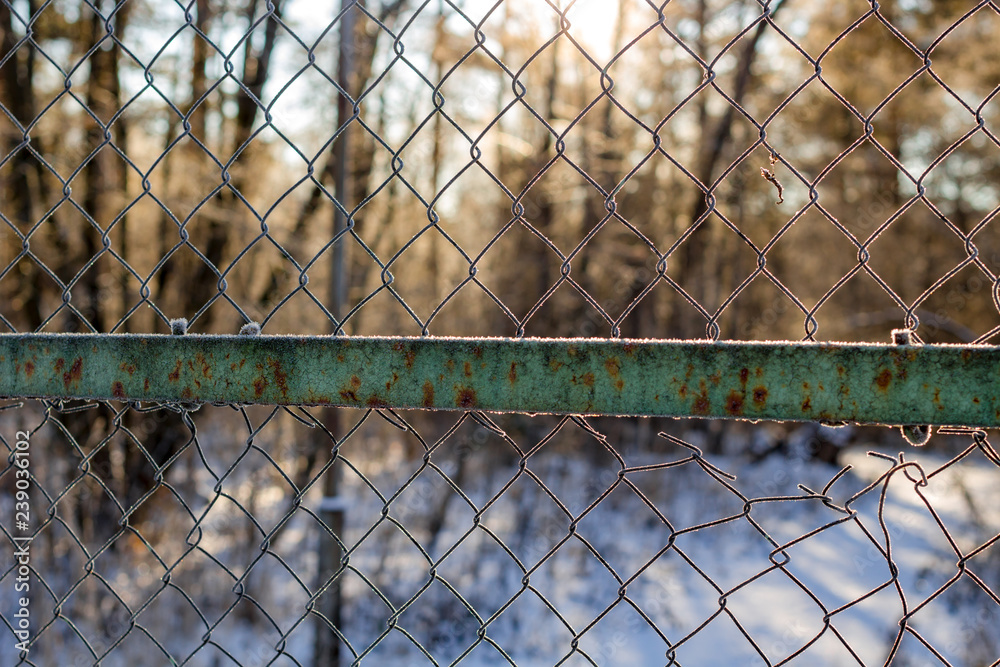 The grid of the fence covered with frost on a frosty morning, cold snap, beautiful background