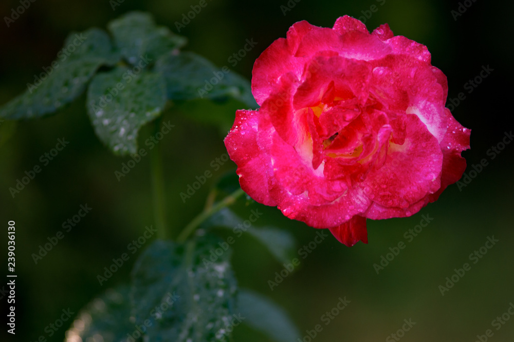 Delicate pink rose after rain with drops of water Delicate pink rose after rain with drops of water