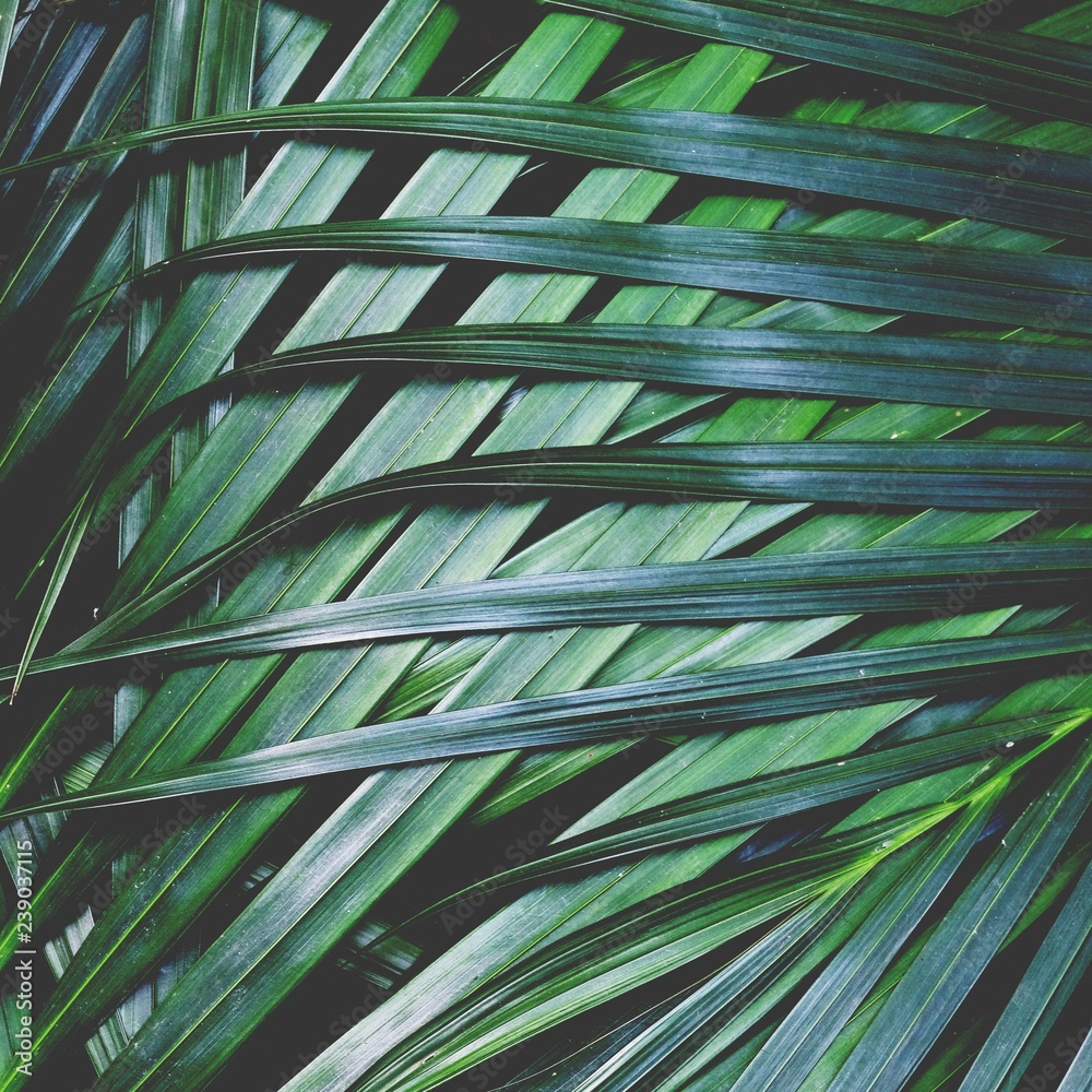 Palm leaf texture pattern background