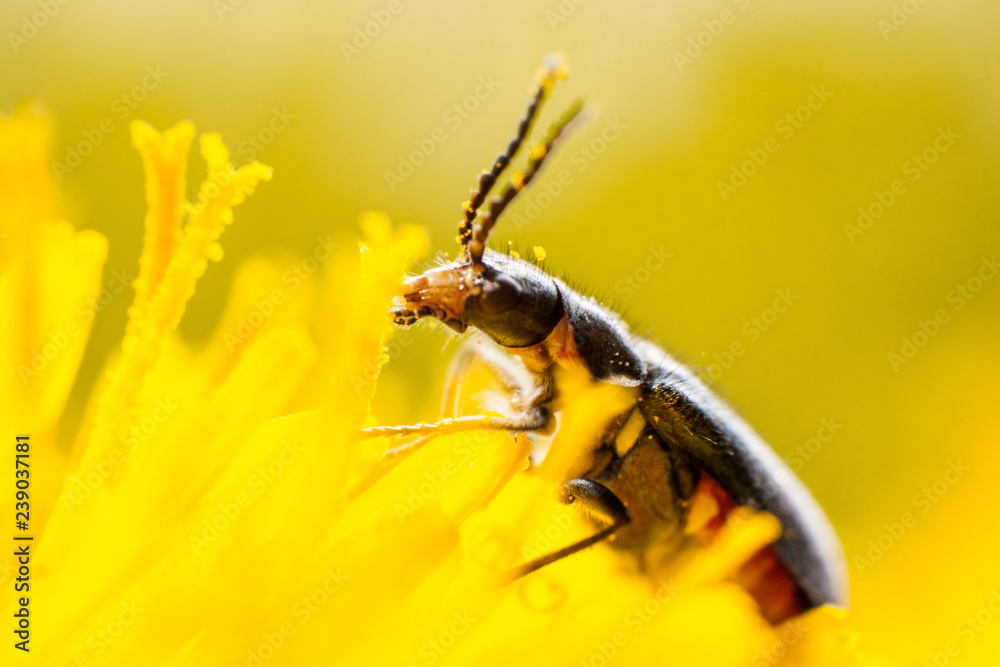 Fototapeta premium Wasp on a yellow wild flower, macro