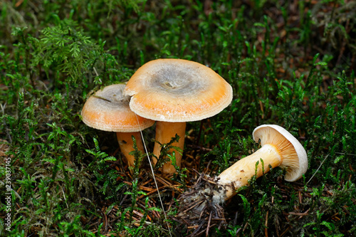 Lactarius deterrimus, also known as false saffron milkcap or orange milkcap