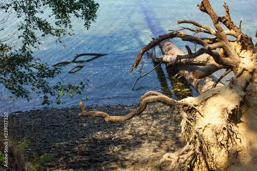 tree roots and branches near the banks of puget sound © Taya