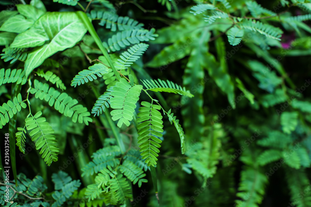 sensitive compound leaf of Mimosa pudica - sensitive plant, shame plant, touch-me-not. sensitive compound leaf of Mimosa pudica - sensitive plant, shame plant, touch-me-not.