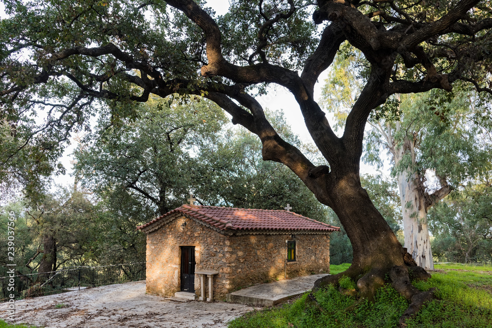 Old church under an oak near the village of Karteroli in Peloponnese, Greece