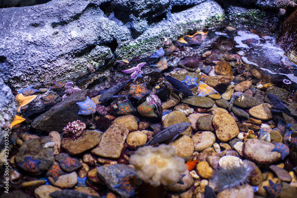 various Colorful starfishes on rocks in water tank of aquarium. underwater wild life.
